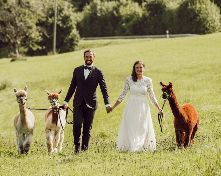 Hochzeitspaar mit Alpakas Fotoshootings mit Alpakas